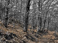 pane d'albero (06)